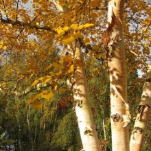 Picture of Betula Costata (9514)