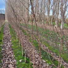 Picture of Betula Dazzler (30255)
