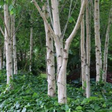Picture of Betula Jacquemontii (584)
