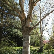 Picture of Betula Jermyns (11425)
