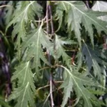 Picture of Betula Pendula Dalecarlica (588)