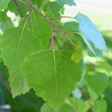 Picture of Betula Pendula (587)