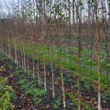 Picture of Betula Polar Bear (30374)