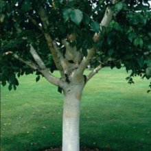 Picture of Betula Silver Shadow (6404)