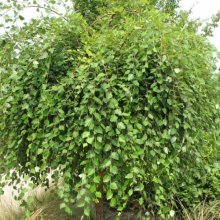 Picture of Betula Summer Cascade (7315)