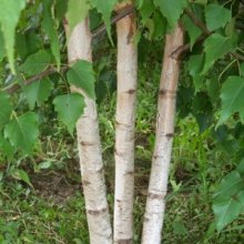 Picture of Betula White Spire (6405)