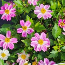 Bidens Pretty In Pink Picture of Bidens Pretty In Pink (30762)