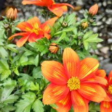 Bidens Ring of Fire Picture of Bidens Ring of Fire (30763)
