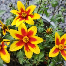 Bidens Star Picture of Bidens Star (30764)