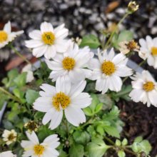 Bidens White Delight Picture of Bidens White Delight (30766)
