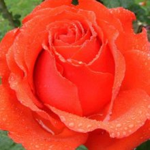 Big Daddy-Rose Picture of Big Daddy-Rose (593)