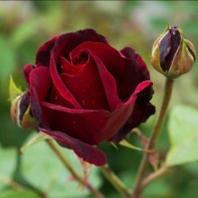 Black Beauty-Rose Picture of Black Beauty-Rose (599)