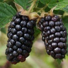 Blackberry Karaka Black Picture of Blackberry Karaka Black (609)