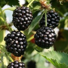 Blackberry Navaho Picture of Blackberry Navaho (8245)