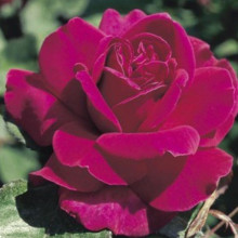 Picture of Blackberry Nip Std 80cm Single Bud-Rose (31133)