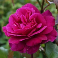 Blackberry Nip Std 80cm-Rose Picture of Blackberry Nip Std 80cm-Rose (611)