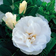 Blanc Double de Coubert-Rose Picture of Blanc Double de Coubert-Rose (616)