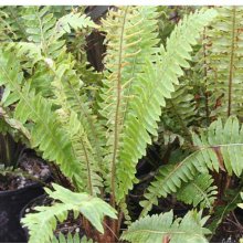 Picture of Blechnum Discolour (Crown Fern) (619)