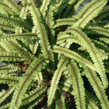 Blechnum Fluviatile Picture of Blechnum Fluviatile (620)