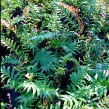 Blechnum Novae Zealandiae Picture of Blechnum Novae Zealandiae (621)