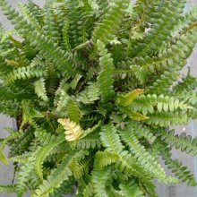 Blechnum Penna Marina Picture of Blechnum Penna Marina (622)
