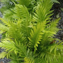 Blechnum Silver Lady Picture of Blechnum Silver Lady (8528)