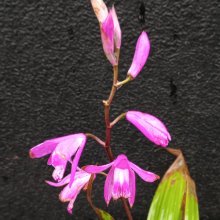 Bletilla Striata Picture of Bletilla Striata (12059)