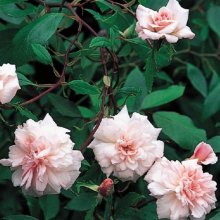 Picture of Bloomfield Abundance Clg-Rose (624)