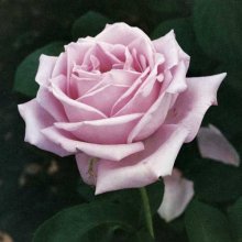 Blue Moon Std 80cm-Rose Picture of Blue Moon Std 80cm-Rose (628)