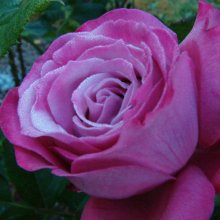 Blue River-Rose Picture of Blue River-Rose (631)