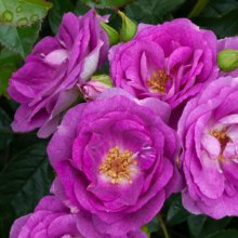 Blue September Std 80cm -Rose Picture of Blue September Std 80cm -Rose (30203)