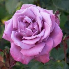Blue Sky-Rose Picture of Blue Sky-Rose (632)