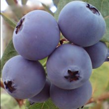 Picture of Blueberry Blast RE (9789)