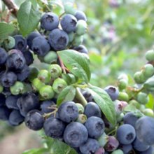 Picture of Blueberry Blue Crop NH (633)