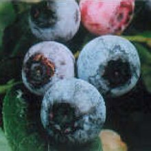 Picture of Blueberry Blue Dawn RE (634)