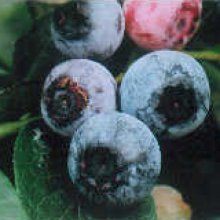 Picture of Blueberry Blue Star NH (29784)