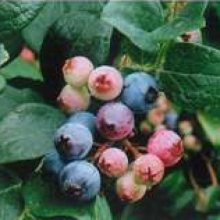 Picture of Blueberry Burst RE (11969)