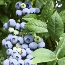 Picture of Blueberry Centurion RE (636)