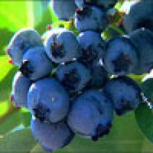Picture of Blueberry Climax RE (6725)