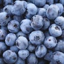 Blueberry Duke NH Picture of Blueberry Duke NH (30347)