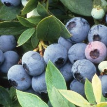 Blueberry Ezigrow RE Picture of Blueberry Ezigrow RE (28545)