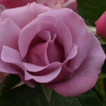 Blueberry Hill-Rose Picture of Blueberry Hill-Rose (638)