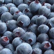 Blueberry Nui NH Picture of Blueberry Nui NH (29130)