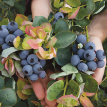 Blueberry Peach Sorbet NH Picture of Blueberry Peach Sorbet NH (30660)