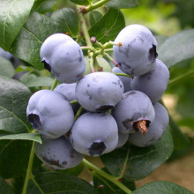 Blueberry Powder Blue RE Picture of Blueberry Powder Blue RE (646)