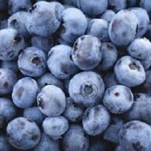 Blueberry Puru NH Picture of Blueberry Puru NH (30953)