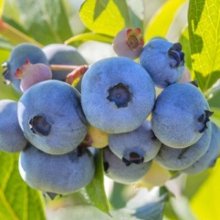 Blueberry Rahi RE Picture of Blueberry Rahi RE (11974)