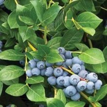 Blueberry Reka NH Picture of Blueberry Reka NH (11861)