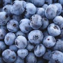 Blueberry Southland RE Picture of Blueberry Southland RE (7092)