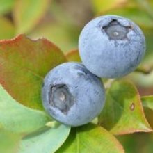 Blueberry Tasty Blue RE Picture of Blueberry Tasty Blue RE (647)